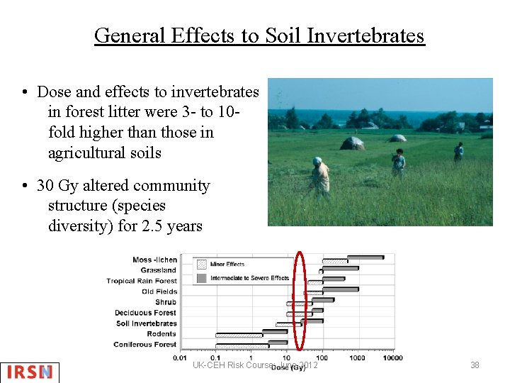 General Effects to Soil Invertebrates • Dose and effects to invertebrates in forest litter