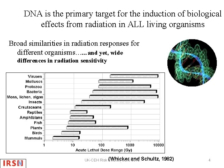 DNA is the primary target for the induction of biological effects from radiation in