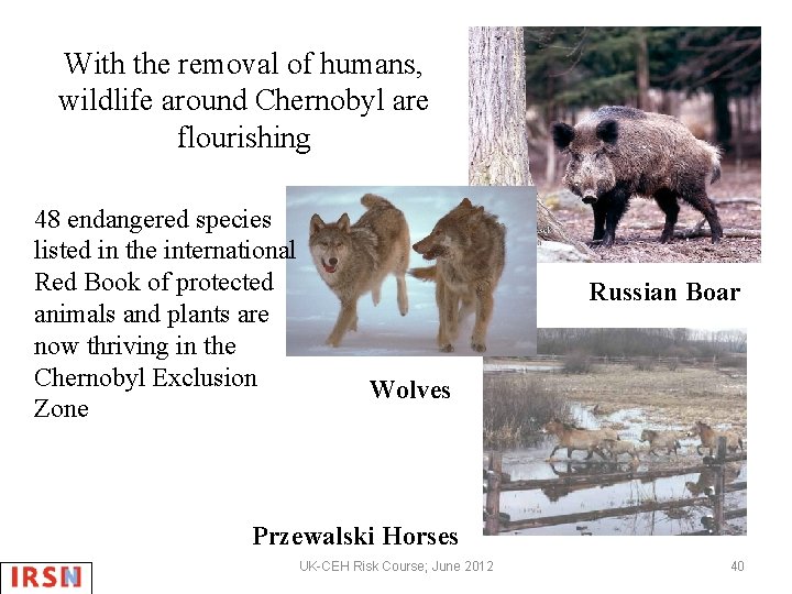 With the removal of humans, wildlife around Chernobyl are flourishing 48 endangered species listed
