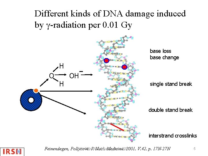 Different kinds of DNA damage induced by γ-radiation per 0. 01 Gy base loss