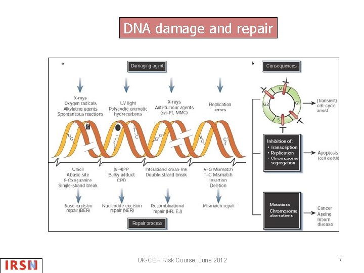 DNA damage and repair UK-CEH Risk Course; June 2012 7 