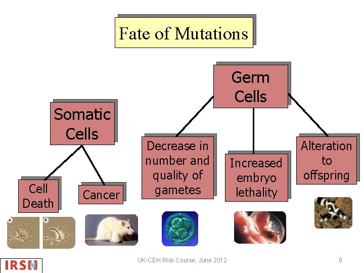 Fate of Mutations Somatic Cells Cell Death Cancer Germ Cells Decrease in number and
