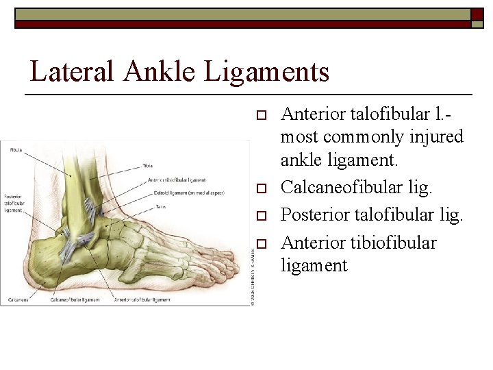 Lateral Ankle Ligaments o o Anterior talofibular l. most commonly injured ankle ligament. Calcaneofibular