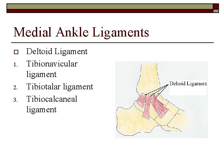 Medial Ankle Ligaments o 1. 2. 3. Deltoid Ligament Tibionavicular ligament Tibiotalar ligament Tibiocalcaneal