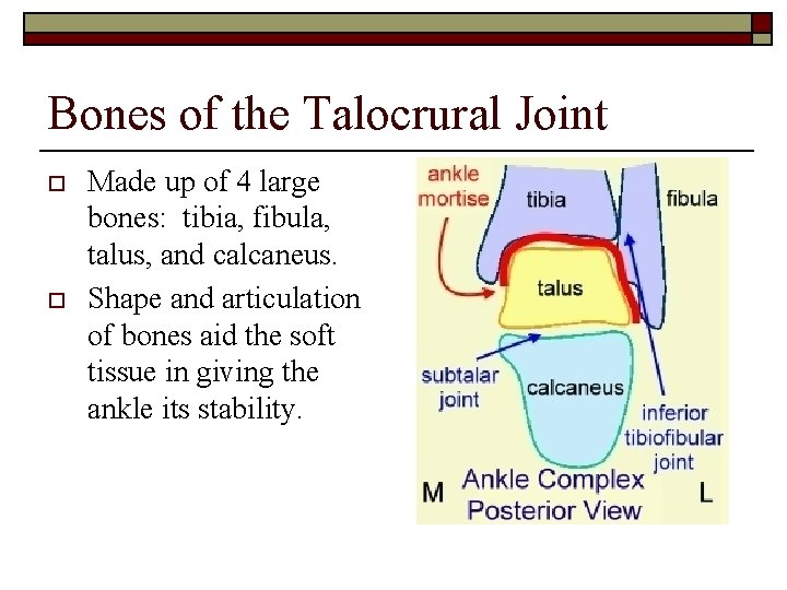 Bones of the Talocrural Joint o o Made up of 4 large bones: tibia,