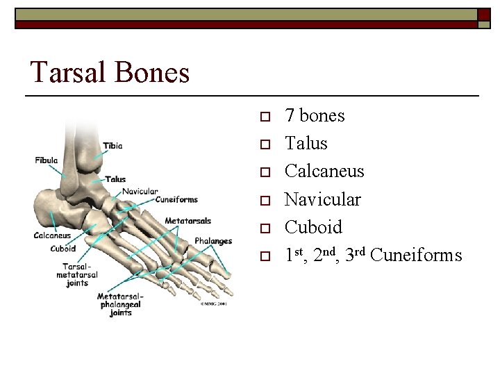 Tarsal Bones o o o 7 bones Talus Calcaneus Navicular Cuboid 1 st, 2