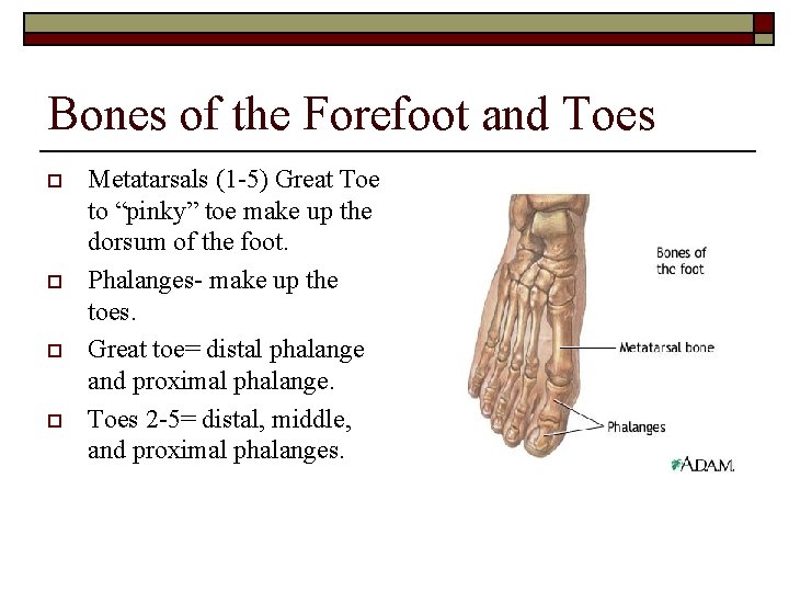 Bones of the Forefoot and Toes o o Metatarsals (1 -5) Great Toe to