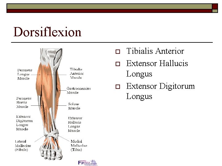 Dorsiflexion o o o Tibialis Anterior Extensor Hallucis Longus Extensor Digitorum Longus 