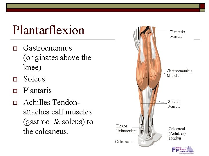 Plantarflexion o o Gastrocnemius (originates above the knee) Soleus Plantaris Achilles Tendonattaches calf muscles