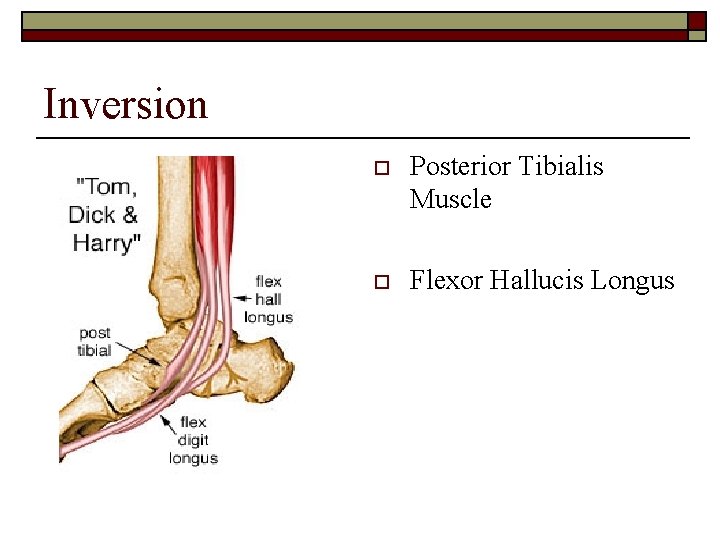 Inversion o Posterior Tibialis Muscle o Flexor Hallucis Longus 