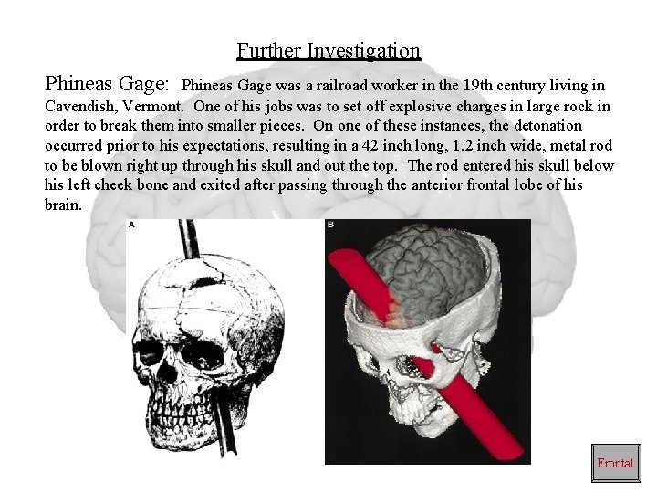 Further Investigation Phineas Gage: Phineas Gage was a railroad worker in the 19 th Further Investigation Phineas Gage: Phineas Gage was a railroad worker in the 19 th