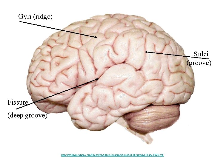 Gyri (ridge) Sulci (groove) Fissure (deep groove) http: //williamcalvin. com/Brain. For. All. Seasons/img/bonobo. LH-human.