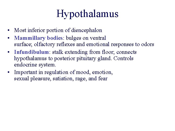 Hypothalamus • Most inferior portion of diencephalon • Mammillary bodies: bulges on ventral surface; Hypothalamus • Most inferior portion of diencephalon • Mammillary bodies: bulges on ventral surface;