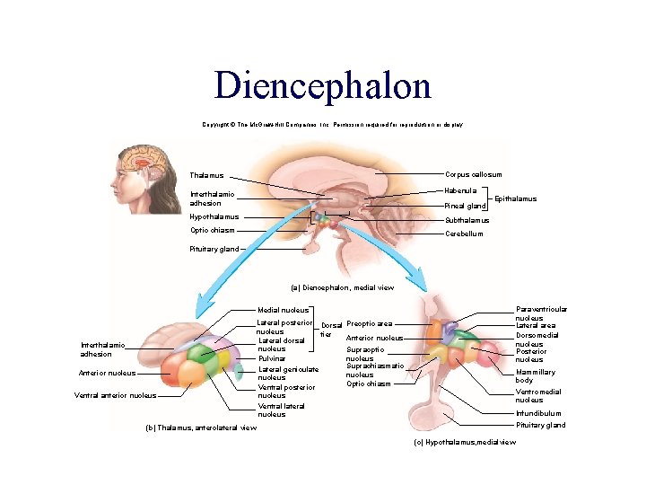 Diencephalon Copyright © The Mc. Graw-Hill Companies, Inc. Permission required for reproduction or display. Diencephalon Copyright © The Mc. Graw-Hill Companies, Inc. Permission required for reproduction or display.