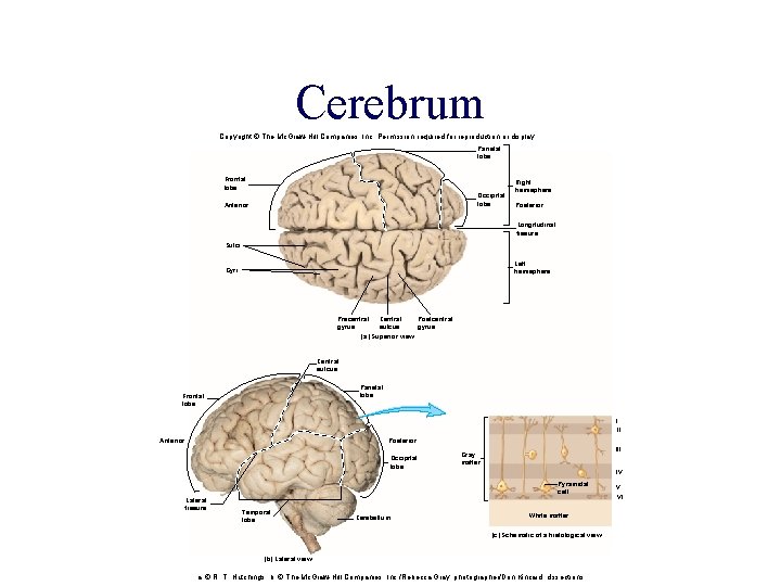 Cerebrum Copyright © The Mc. Graw-Hill Companies, Inc. Permission required for reproduction or display. Cerebrum Copyright © The Mc. Graw-Hill Companies, Inc. Permission required for reproduction or display.