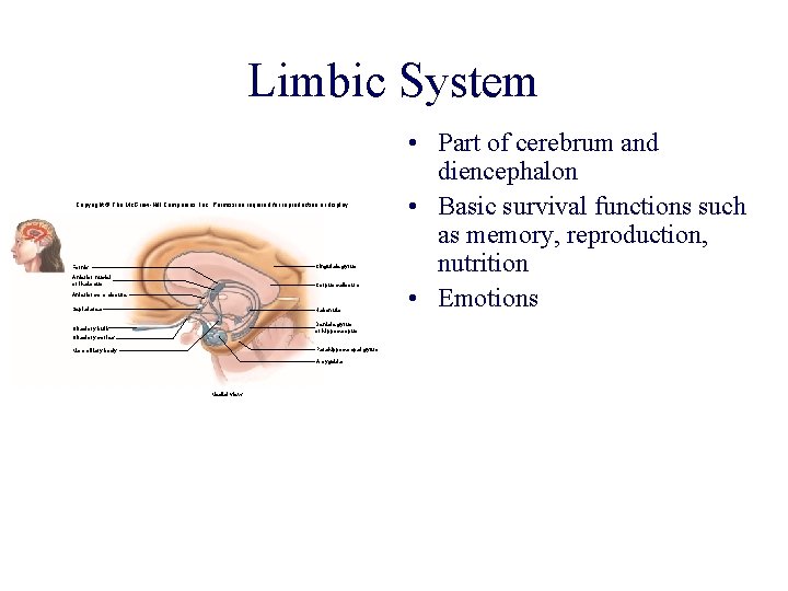 Limbic System Copyright © The Mc. Graw-Hill Companies, Inc. Permission required for reproduction or Limbic System Copyright © The Mc. Graw-Hill Companies, Inc. Permission required for reproduction or