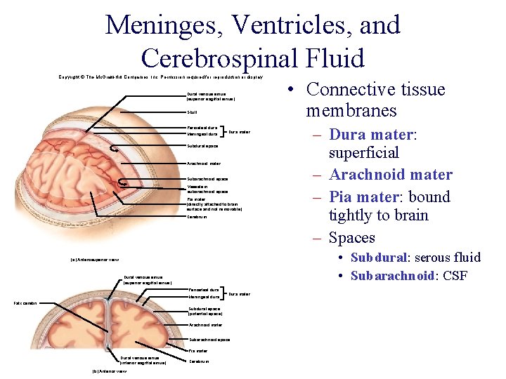 Meninges, Ventricles, and Cerebrospinal Fluid Copyright © The Mc. Graw-Hill Companies, Inc. Permission required Meninges, Ventricles, and Cerebrospinal Fluid Copyright © The Mc. Graw-Hill Companies, Inc. Permission required