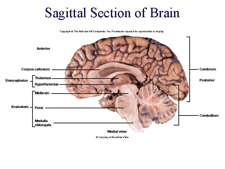 Sagittal Section of Brain Copyright © The Mc. Graw-Hill Companies, Inc. Permission required for Sagittal Section of Brain Copyright © The Mc. Graw-Hill Companies, Inc. Permission required for