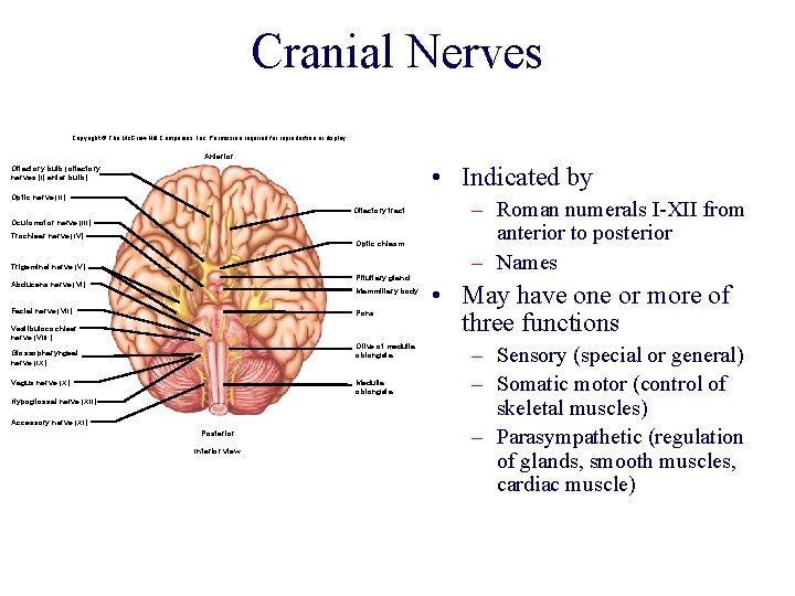 Cranial Nerves Copyright © The Mc. Graw-Hill Companies, Inc. Permission required for reproduction or Cranial Nerves Copyright © The Mc. Graw-Hill Companies, Inc. Permission required for reproduction or