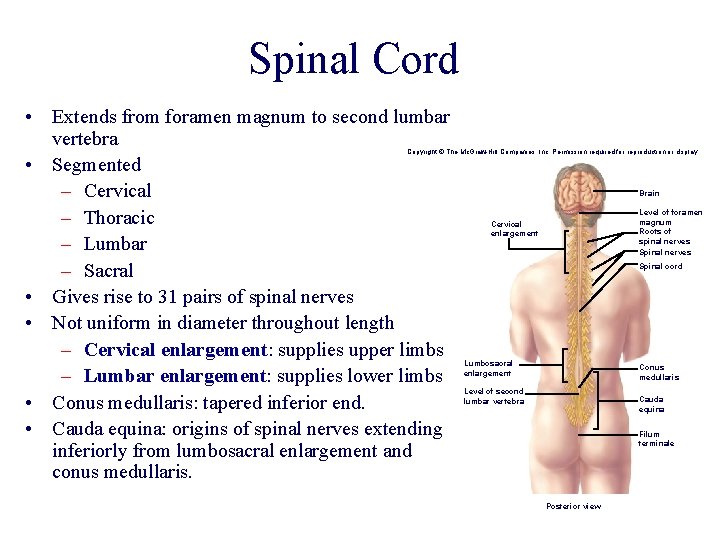 Spinal Cord • Extends from foramen magnum to second lumbar vertebra • Segmented – Spinal Cord • Extends from foramen magnum to second lumbar vertebra • Segmented –