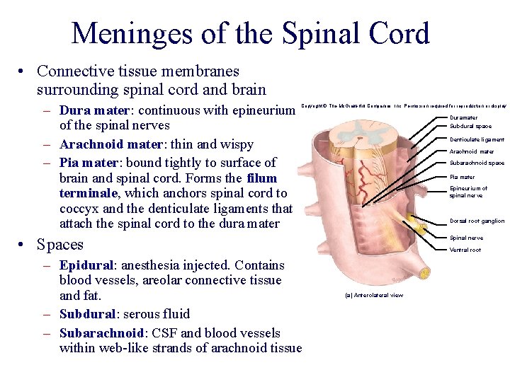 Meninges of the Spinal Cord • Connective tissue membranes surrounding spinal cord and brain Meninges of the Spinal Cord • Connective tissue membranes surrounding spinal cord and brain