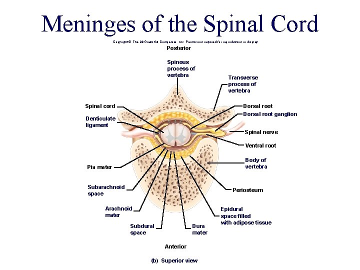 Meninges of the Spinal Cord Copyright © The Mc. Graw-Hill Companies, Inc. Permission required Meninges of the Spinal Cord Copyright © The Mc. Graw-Hill Companies, Inc. Permission required