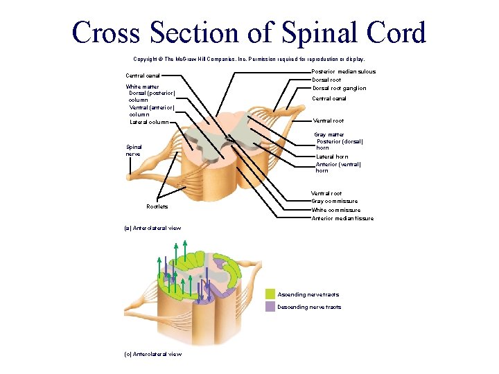 Cross Section of Spinal Cord Copyright © The Mc. Graw-Hill Companies, Inc. Permission required Cross Section of Spinal Cord Copyright © The Mc. Graw-Hill Companies, Inc. Permission required