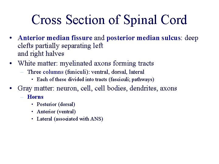 Cross Section of Spinal Cord • Anterior median fissure and posterior median sulcus: deep Cross Section of Spinal Cord • Anterior median fissure and posterior median sulcus: deep