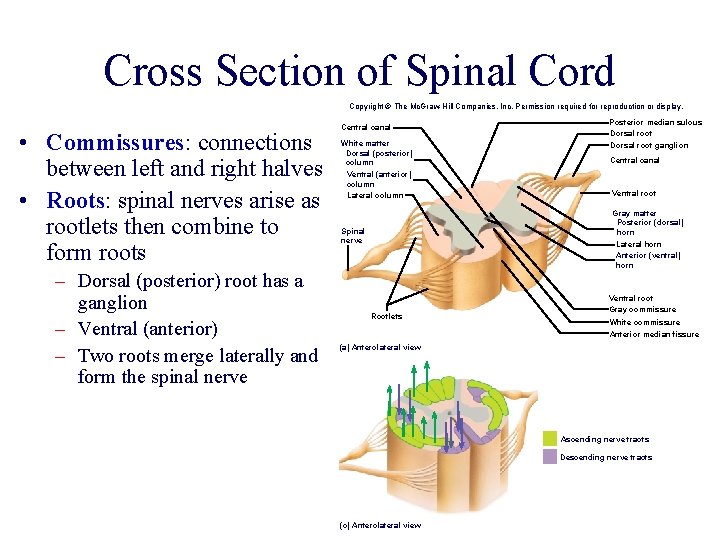 Cross Section of Spinal Cord Copyright © The Mc. Graw-Hill Companies, Inc. Permission required Cross Section of Spinal Cord Copyright © The Mc. Graw-Hill Companies, Inc. Permission required