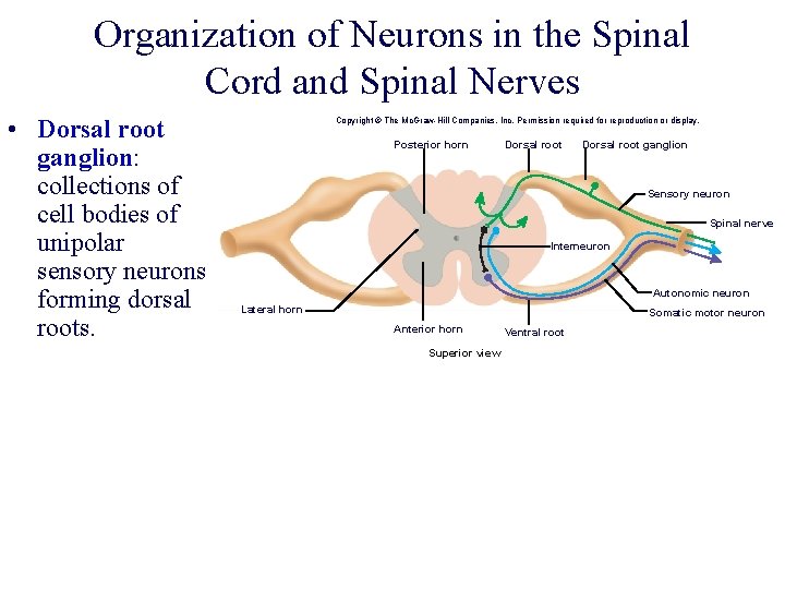 Organization of Neurons in the Spinal Cord and Spinal Nerves • Dorsal root ganglion: Organization of Neurons in the Spinal Cord and Spinal Nerves • Dorsal root ganglion: