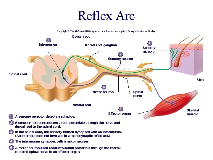 Reflex Arc Copyright © The Mc. Graw-Hill Companies, Inc. Permission required for reproduction or Reflex Arc Copyright © The Mc. Graw-Hill Companies, Inc. Permission required for reproduction or