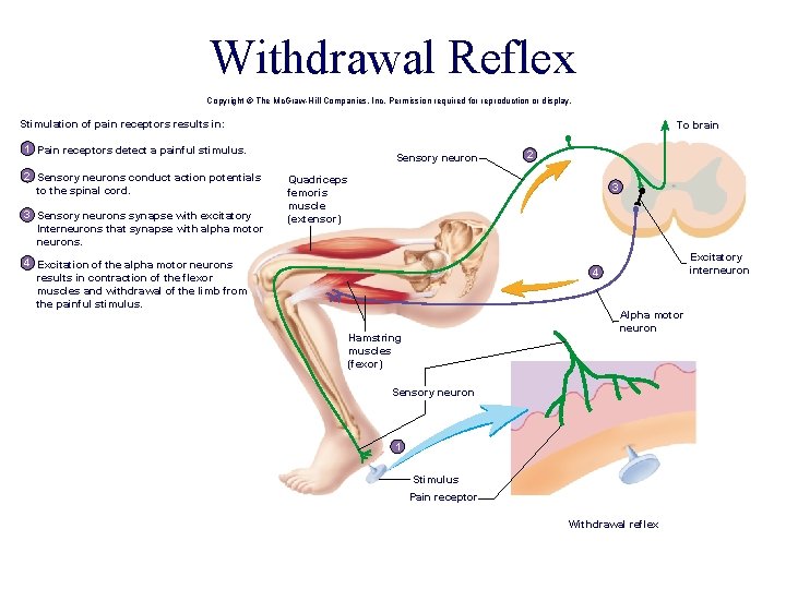 Withdrawal Reflex Copyright © The Mc. Graw-Hill Companies, Inc. Permission required for reproduction or Withdrawal Reflex Copyright © The Mc. Graw-Hill Companies, Inc. Permission required for reproduction or