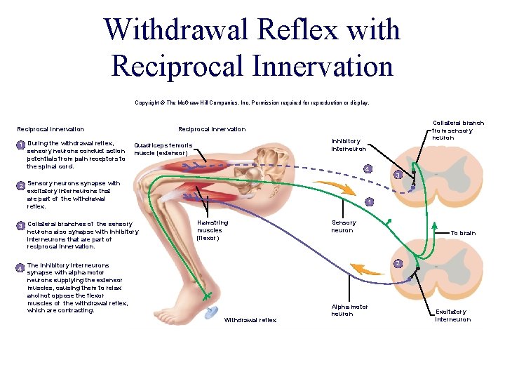 Withdrawal Reflex with Reciprocal Innervation Copyright © The Mc. Graw-Hill Companies, Inc. Permission required Withdrawal Reflex with Reciprocal Innervation Copyright © The Mc. Graw-Hill Companies, Inc. Permission required