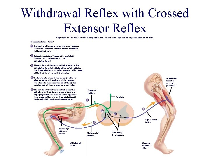 Withdrawal Reflex with Crossed Extensor Reflex Copyright © The Mc. Graw-Hill Companies, Inc. Permission Withdrawal Reflex with Crossed Extensor Reflex Copyright © The Mc. Graw-Hill Companies, Inc. Permission
