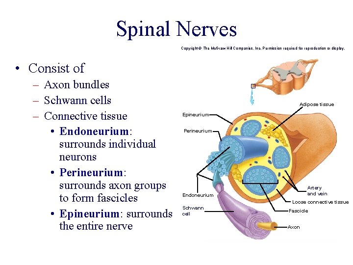 Spinal Nerves Copyright © The Mc. Graw-Hill Companies, Inc. Permission required for reproduction or Spinal Nerves Copyright © The Mc. Graw-Hill Companies, Inc. Permission required for reproduction or