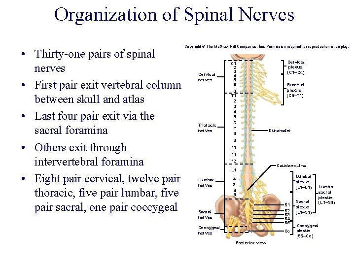 Organization of Spinal Nerves • Thirty-one pairs of spinal nerves • First pair exit Organization of Spinal Nerves • Thirty-one pairs of spinal nerves • First pair exit
