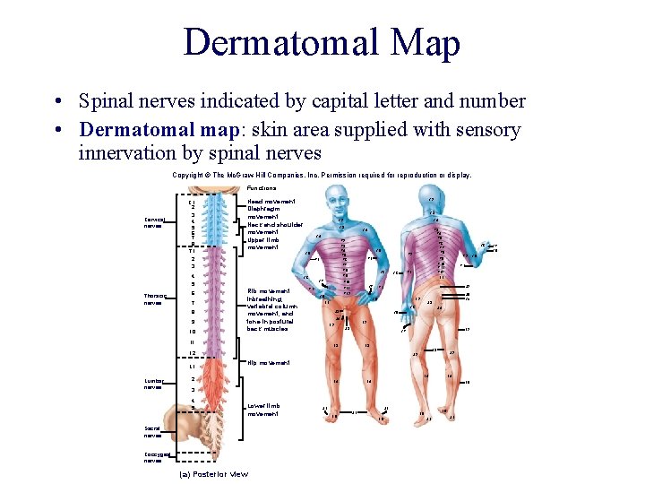 Dermatomal Map • Spinal nerves indicated by capital letter and number • Dermatomal map: Dermatomal Map • Spinal nerves indicated by capital letter and number • Dermatomal map: