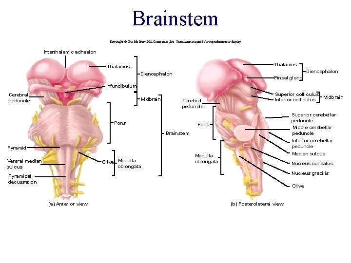 Brainstem Copyright © The Mc. Graw-Hill Companies, Inc. Permission required for reproduction or display. Brainstem Copyright © The Mc. Graw-Hill Companies, Inc. Permission required for reproduction or display.