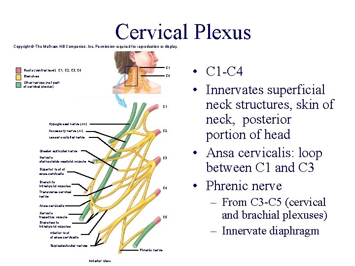 Cervical Plexus Copyright © The Mc. Graw-Hill Companies, Inc. Permission required for reproduction or Cervical Plexus Copyright © The Mc. Graw-Hill Companies, Inc. Permission required for reproduction or