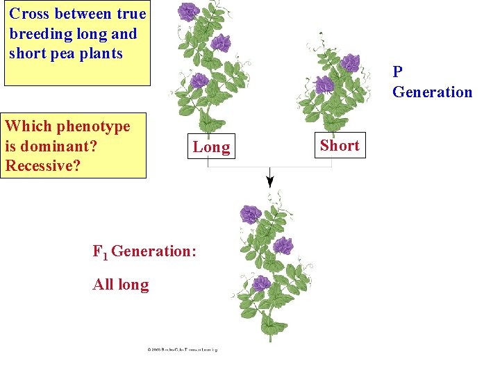 Cross between true breeding long and short pea plants Which phenotype is dominant? Recessive?