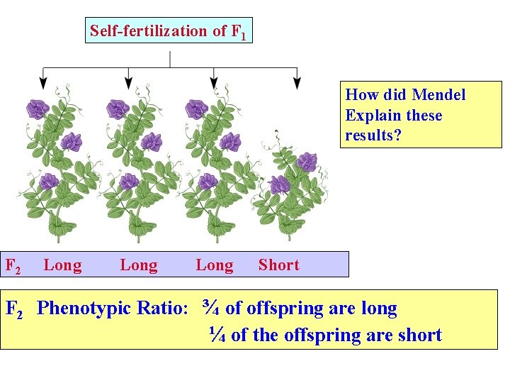 Self-fertilization of F 1 How did Mendel Explain these results? F 2 Long Short