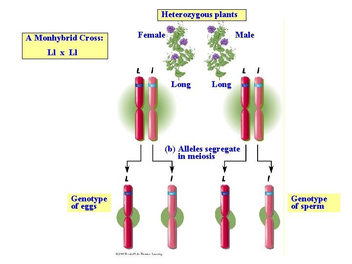 Heterozygous plants A Monhybrid Cross: Female Male Ll x Ll Long (b) Alleles segregate
