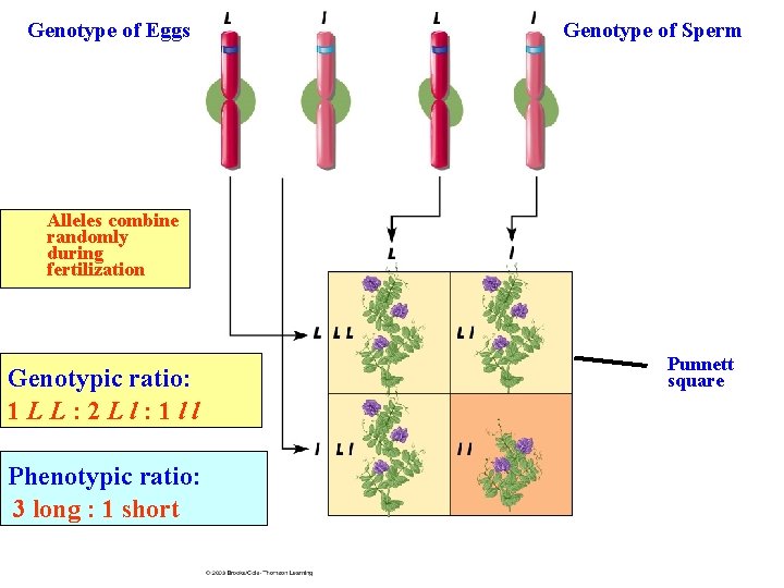 Genotype of Eggs Genotype of Sperm Alleles combine randomly during fertilization Genotypic ratio: 1