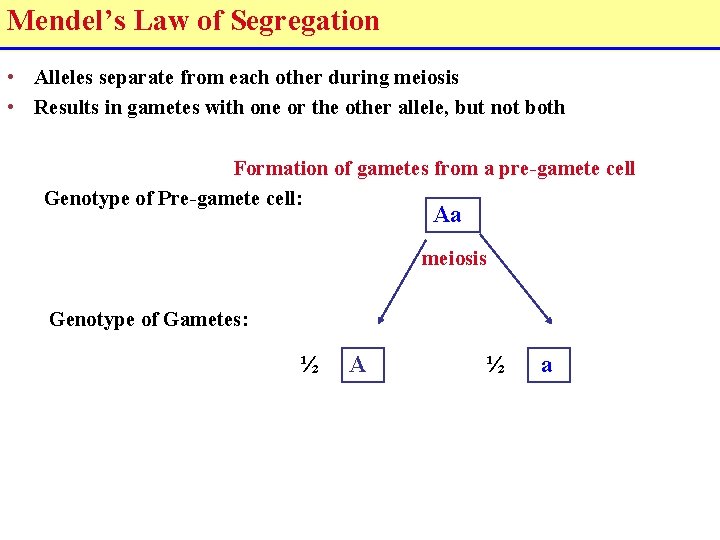 Mendel’s Law of Segregation • Alleles separate from each other during meiosis • Results