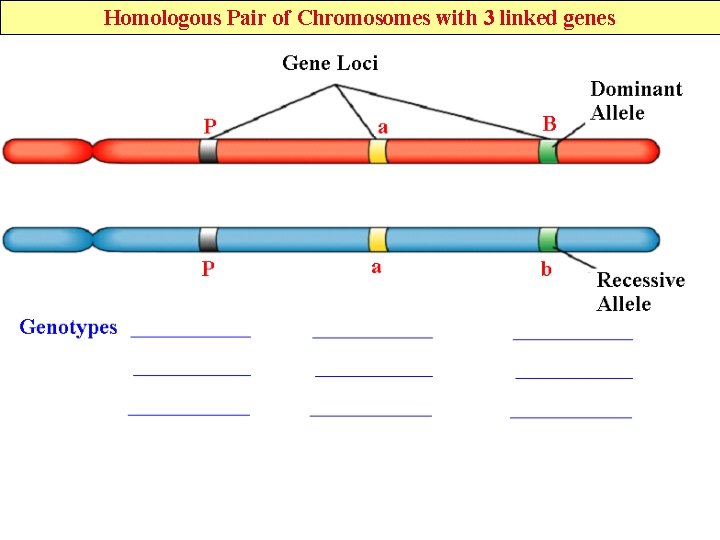 Homologous Pair of Chromosomes with 3 linked genes 