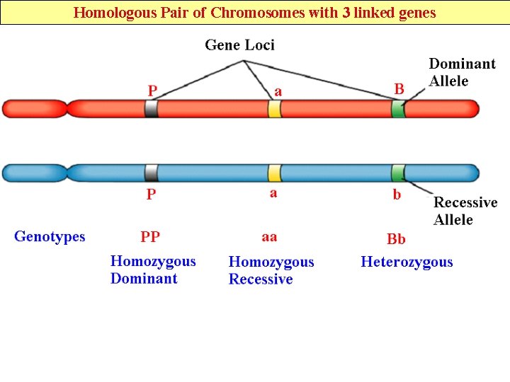 Homologous Pair of Chromosomes with 3 linked genes 