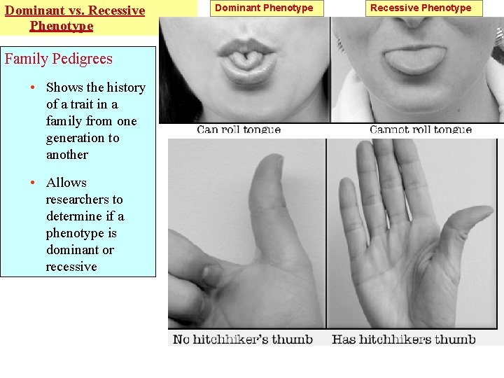 Dominant vs. Recessive Phenotype Family Pedigrees • Shows the history of a trait in