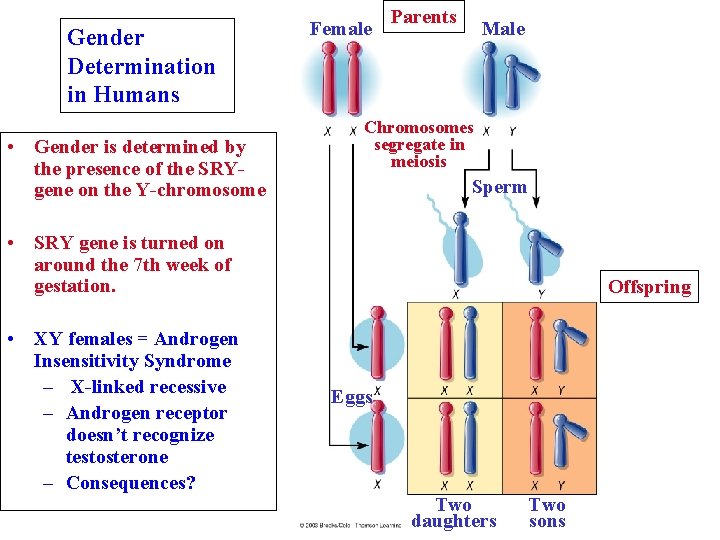 Gender Determination in Humans • Gender is determined by the presence of the SRYgene