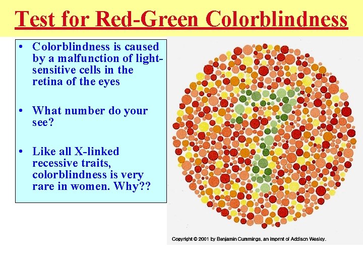 Test for Red-Green Colorblindness • Colorblindness is caused by a malfunction of lightsensitive cells