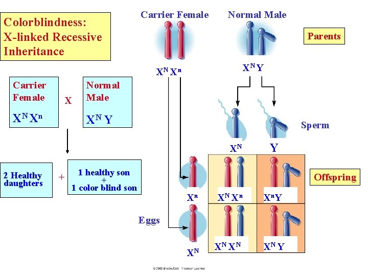Colorblindness: X-linked Recessive Inheritance Carrier Female Normal Male Parents XN Y XN Xn Carrier